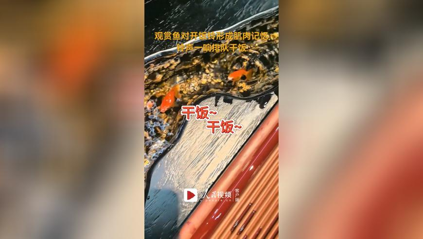 2025香港正板管家婆资料大全,评论员：泽连斯基政治命运受关注,精准解释落实的人生哲理_扩展版V6.25